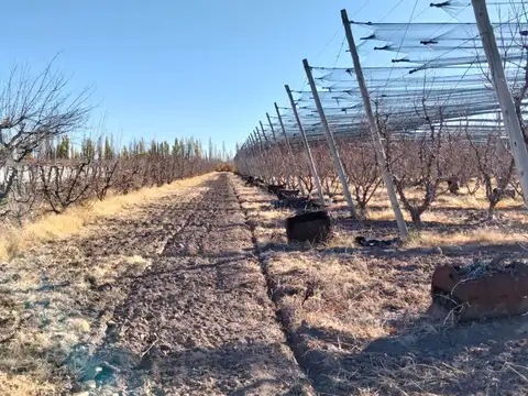 Venta finca productiva, General Alvear, Mendoza