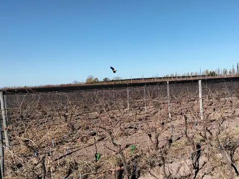 Venta finca productiva, General Alvear, Mendoza