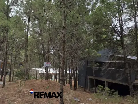 Las cotorras entre Maipu y Bosque alegre