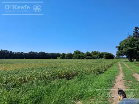 Campo  en venta de 44 has  Agricolas en Baradero