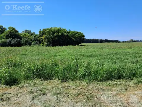 Campo  en venta de 44 has  Agricolas en Baradero