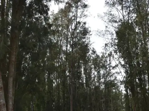 Terreno en Venta en Los Naranjos, USD 75.400