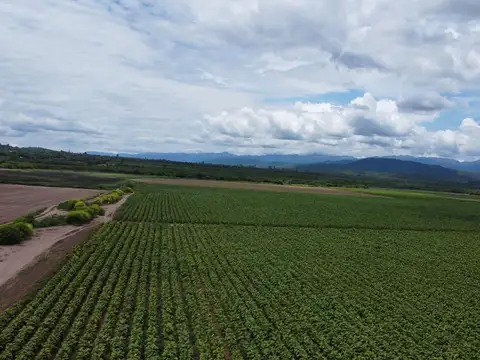 Venta Finca Coronel Moldes 1500 HAS. Ruta 68, km 123.5. Salta