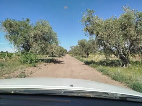 Venta Finca/Chacra con Gran Bodega Medrano Junín