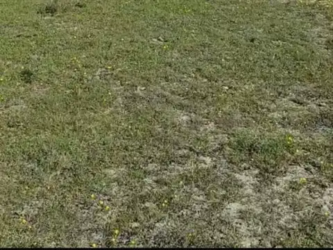 ALQUILER/CAMPO AGRICOLA/20 HECTAREAS/LA PLATA
