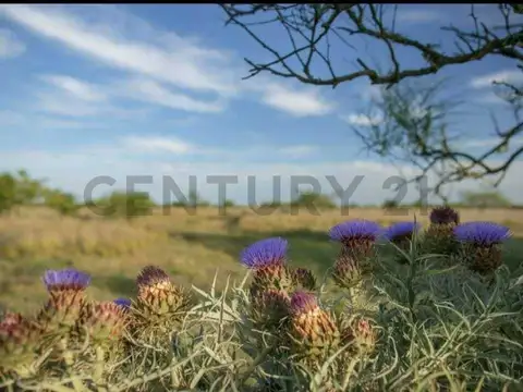 Terreno en Venta en Los Talas, USD 16.500