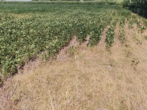 Campo en Venta Agricola