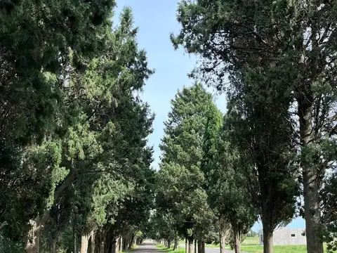 Terreno en Venta en Vicente Casares, USD 24.000