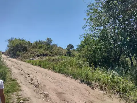 Luis Colonbo 1500