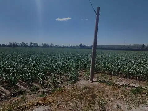 VENTA DE FINCA 5,2ha PERDRIEL, LUJAN DE CUYO