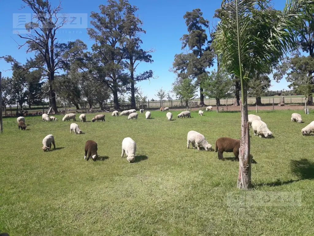 R.38 - Camino a Portela