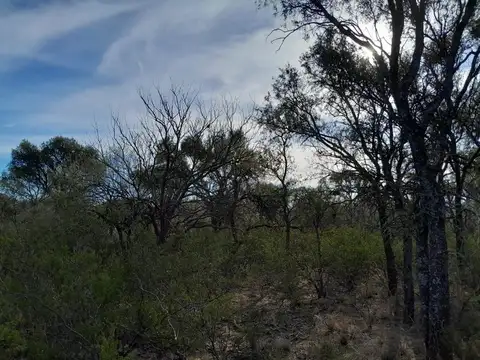Campo Ganadero de 1.800 hectáreas en Depto Minas
