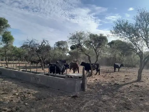 Campo Ganadero de 1.800 hectáreas en Depto Minas