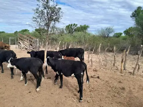 Campo Ganadero de 1.800 hectáreas en Depto Minas