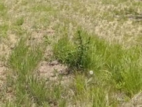 IMPONENTE CAMPO DE SEIS HECTAREAS