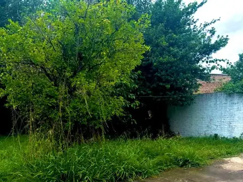 Antonio Domínguez 1500