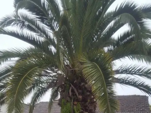 CASA PH FRENTE 4 AMB C/2 COCHERAS CASEROS