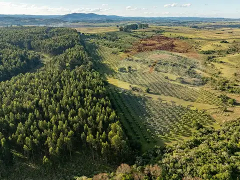 Venta de Campo con olivos en Rocha