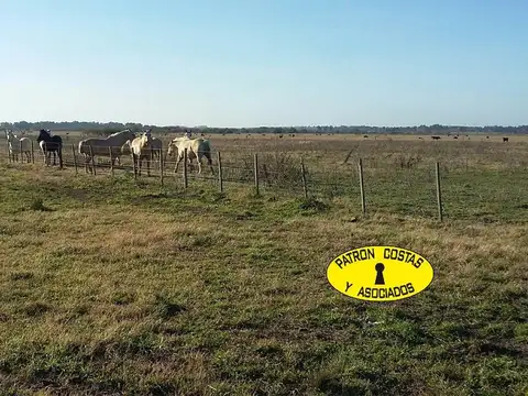 Venta Campo 86 has. en Gral. Rodríguez