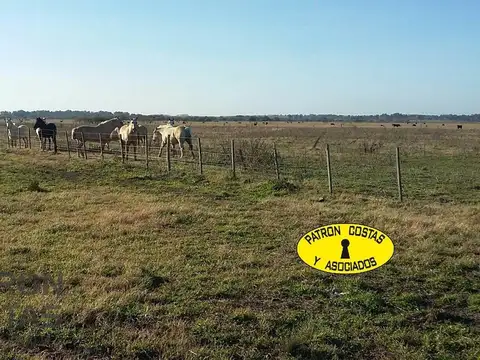 Venta Campo 86 has. en Gral. Rodríguez
