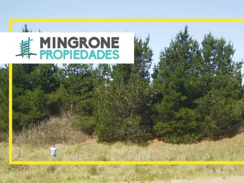 Cod. 407 – Ecuestre Lote 101