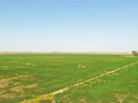 CAMPO AGRÍCOLA 240has EN VENTA, CÓRDOBA,  ZONA CERCA DE RUFINO