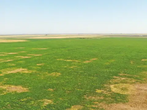 CAMPO AGRÍCOLA 240has EN VENTA, CÓRDOBA,  ZONA CERCA DE RUFINO