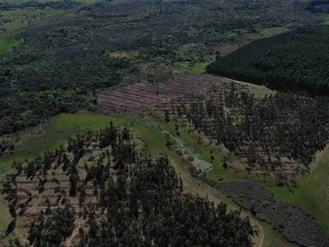 60 Has de campo forestal / ganadero en Concordia