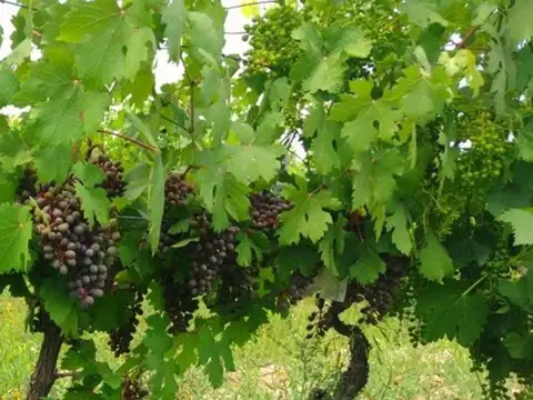 Campo en Venta en La Dormida, Santa Rosa