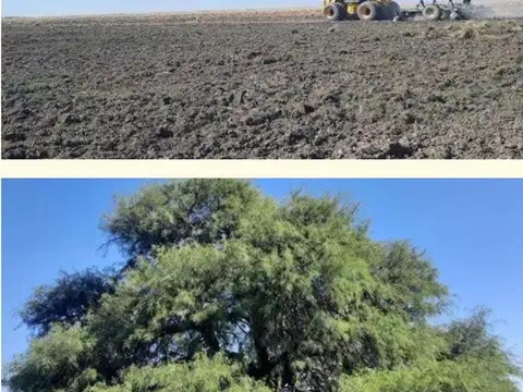 Campo 1.500 hectáreas  Algodonero  LOGROÑO SANTA FE