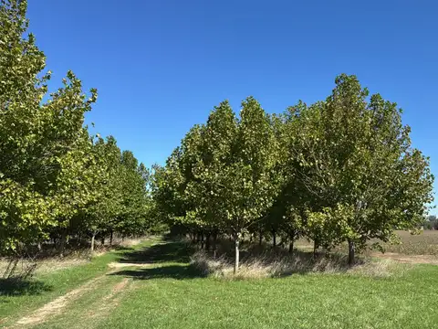 Camino rosas 100