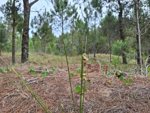 Terreno en Venta de 607,0 m2