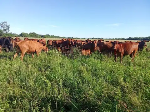 Campo en Venta Ganadero