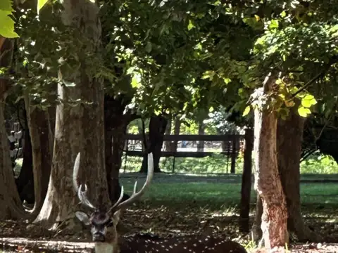 Campo en Venta Chacra