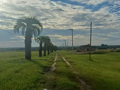 Colonia Carolina