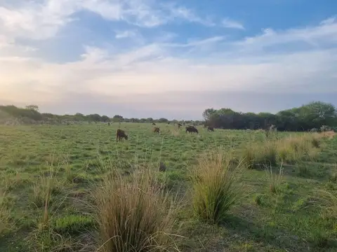 ARRENDAMIENTO DE CAMPO