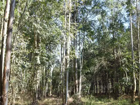 Distrito Yuquerí 100
