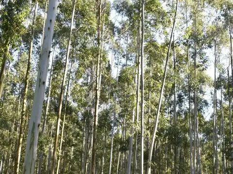 Campo en venta de 46has sin rebrote ubicado en Concordia