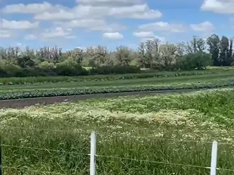 Campo sobre ruta 226