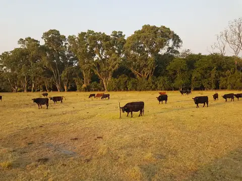Maipú