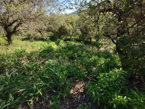 Terreno en Venta 28  mts Frente