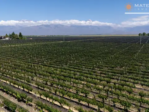 Finca en Los Chacayes