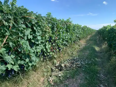 venta de finca impecable fray luis beltran