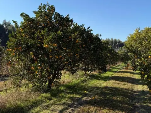 ¡Oportunidad para invertir y producir! Campo en venta
