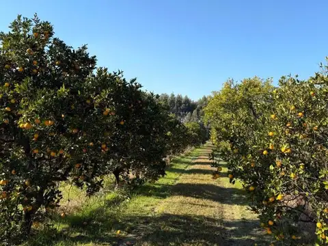 ¡Oportunidad para invertir y producir! Campo en venta