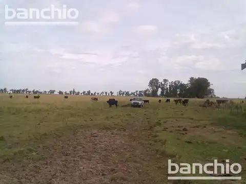 300 HA MIXTAS PEYRANO