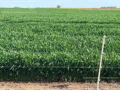 Campo en Venta de 830 has en Coronel Dorrego