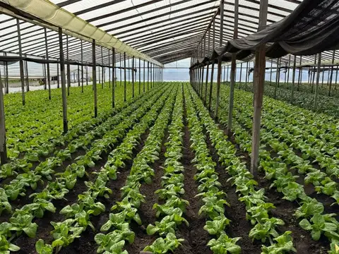 HECTAREAS EN VENTA ABASTO Y CASA 4 DORMITORIOS