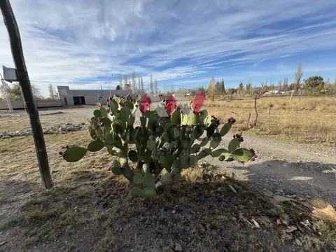LOTEO LOS CEDROS III SEGUNDA ETAPA  - LOTES PARA INVERSION