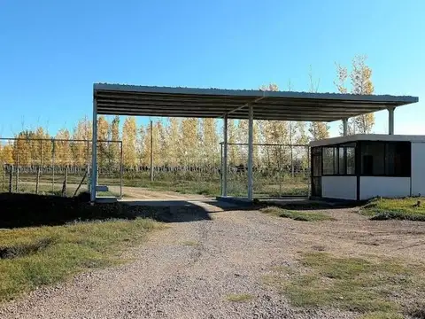 Terreno en Venta en San Carlos, Mendoza